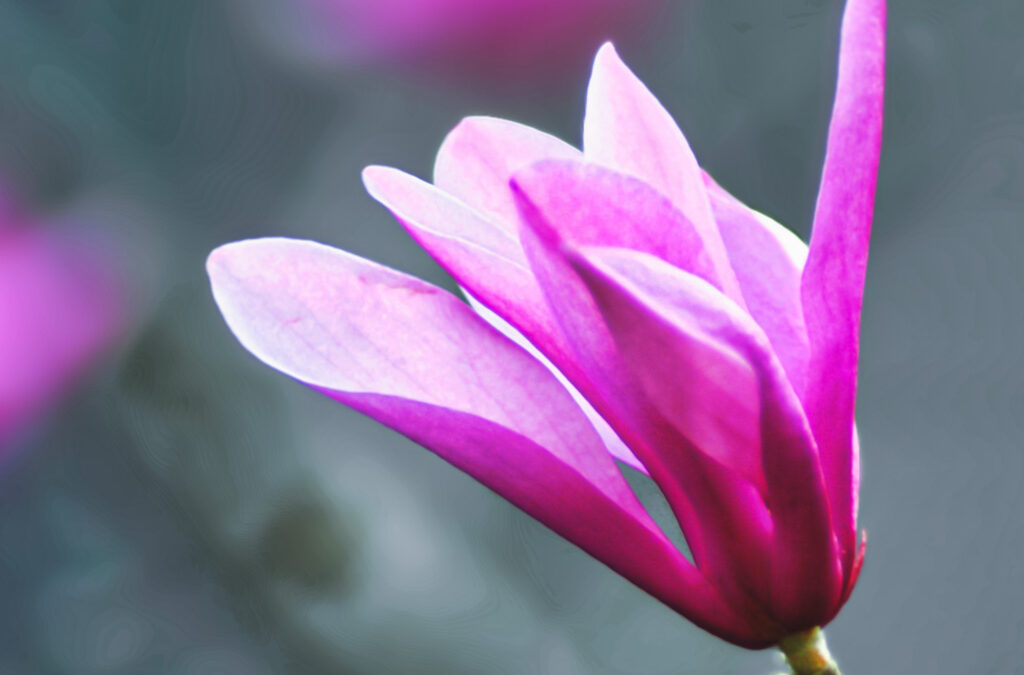 Bloom of Serenity : A Magnolia’s Lesson