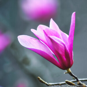 Close-up of a vibrant pink magnolia flower against a soft, blurred background, symbolizing serenity and the natural progression of life.