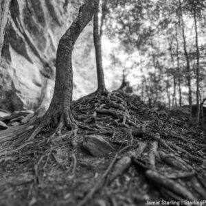 A striking black and white photograph of a forest's roots stretching across the earth, a beautiful metaphor for the unseen strength and resilience that support the towering trees above—a visual echo of nature's silent awakening.
