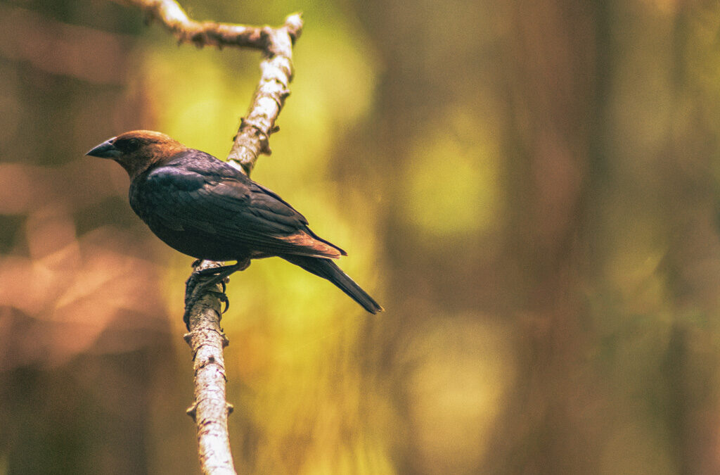 A Bird’s Meditation : The Art of Being Here