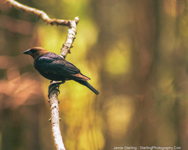 A brown bird calmly perched on a branch, symbolizing a moment of peace and presence, with a blurred tapestry of forest hues in the background.