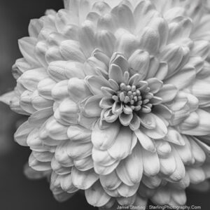A black and white close-up photo of a multi-layered flower, with detailed petals unfolding from the center, symbolizing the awakening of life and the depth of existence.