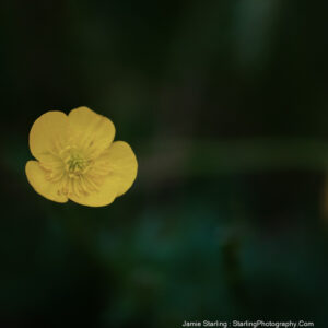 A vibrant yellow flower with outspread petals stands out in sharp focus against a dreamy, defocused green background, illustrating the awakening of life in a serene setting.