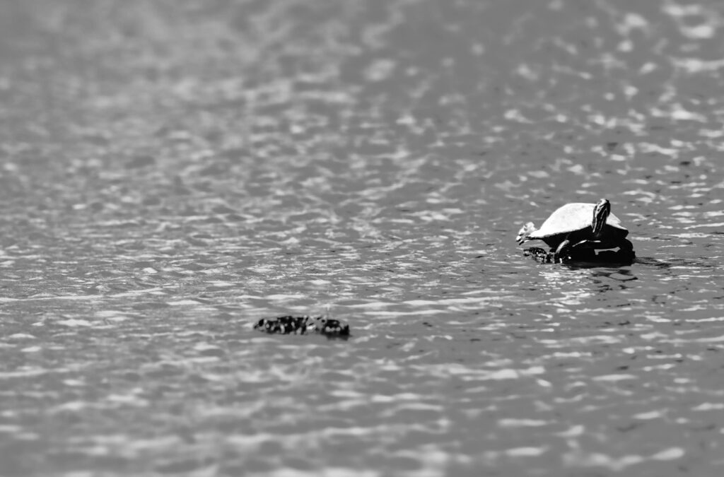 Finding Stillness in the Flow : A Turtle’s Balance