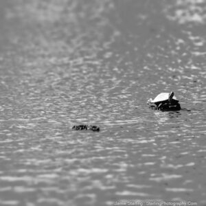 A black and white image of a turtle on a stump in the water, embodying balance and stillness as the water around it shimmers with energy, inviting contemplation on finding peace amidst life's constant movement.