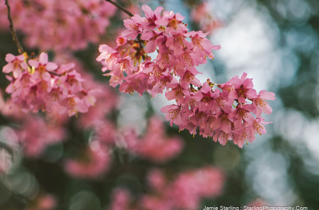 Nature’s Pink Farewell : The Beauty of Impermanence