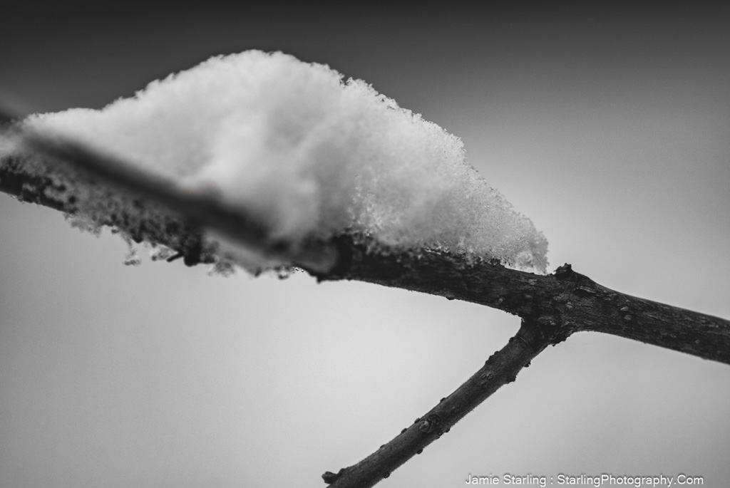 A monochrome photograph showing a snow-laden tree branch, symbolizing the quiet strength of nature and the peaceful calm that snow brings, reminding us of the impermanence of life's moments.