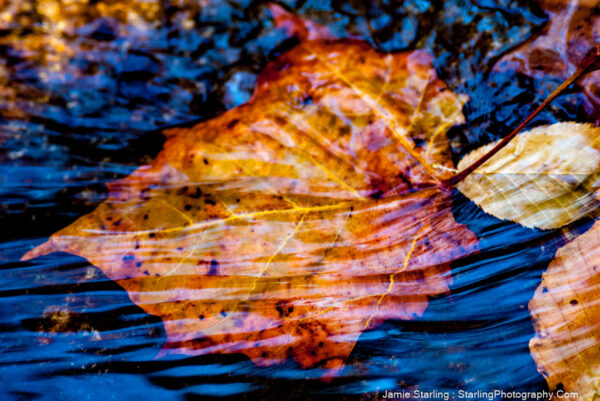 An autumn leaf, ablaze with reds and oranges, rests on the still, dark water, capturing the essence of life's transient passage towards a greater unknown.