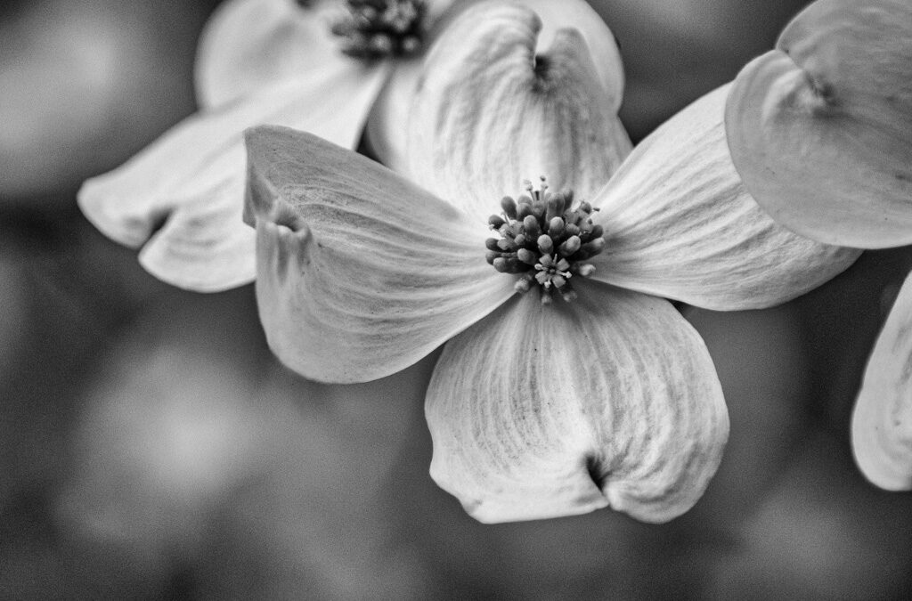 Shades of Impermanence : A Dogwood Flower’s Brief Symphony