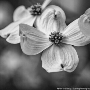 A black and white close-up of a dogwood flower, its delicate petals and central cluster sharply focused, symbolizing the beauty of impermanence against the blur of time's passage.