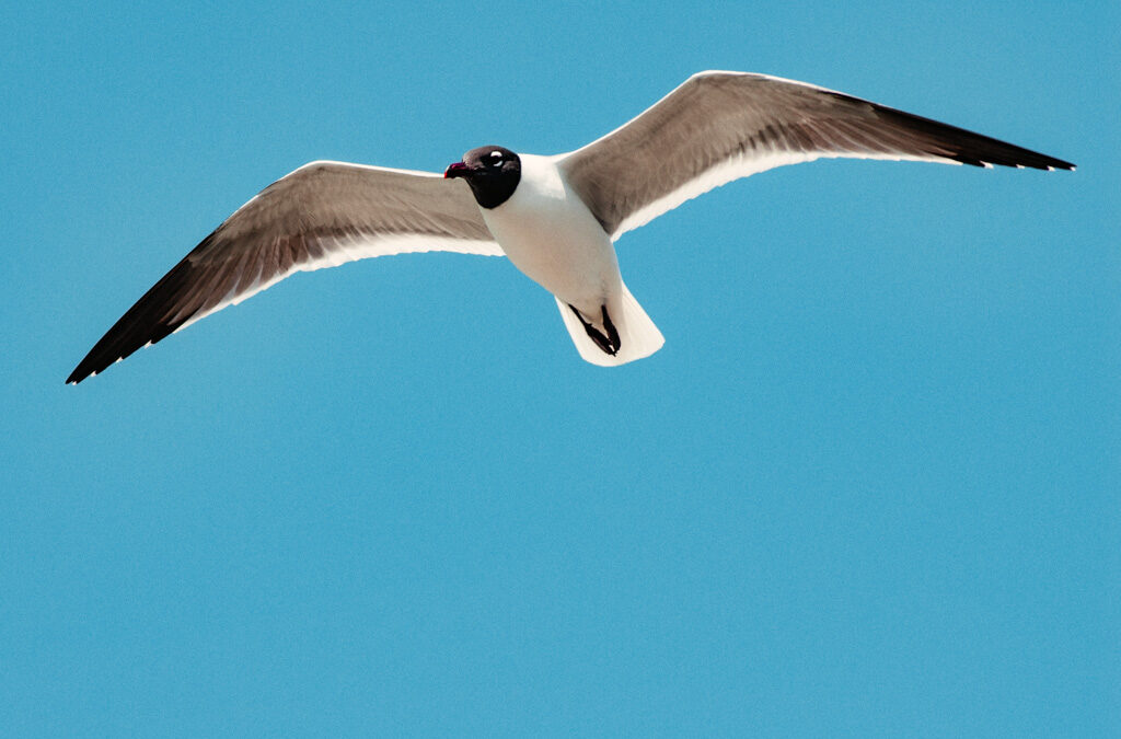 Skyward on Open Wings : Freedom Beyond Boundaries