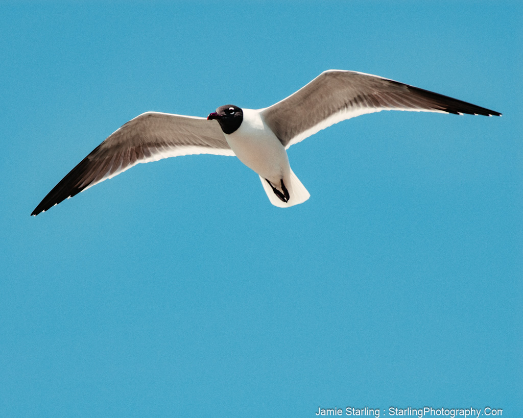 A seagull caught on camera at the height of its flight against a vibrant blue sky, symbolizing the joy and freedom found in the simplicity of a single moment.