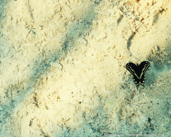 A black and yellow butterfly with wings wide open, perched gently on textured sand, embodying a moment of peace and potential for change.