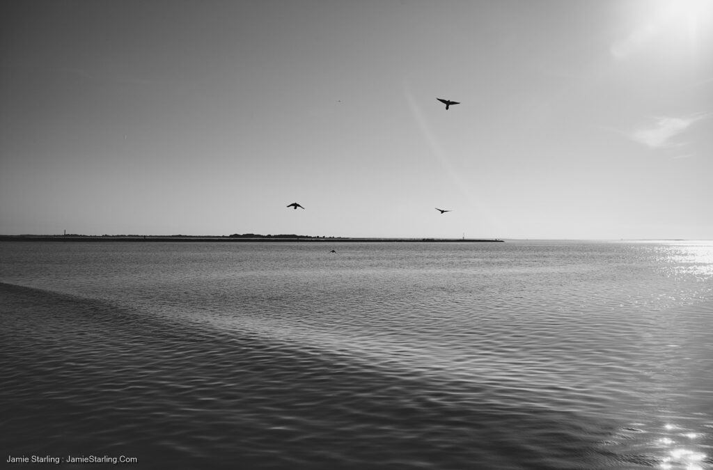 Dance of The Starlings