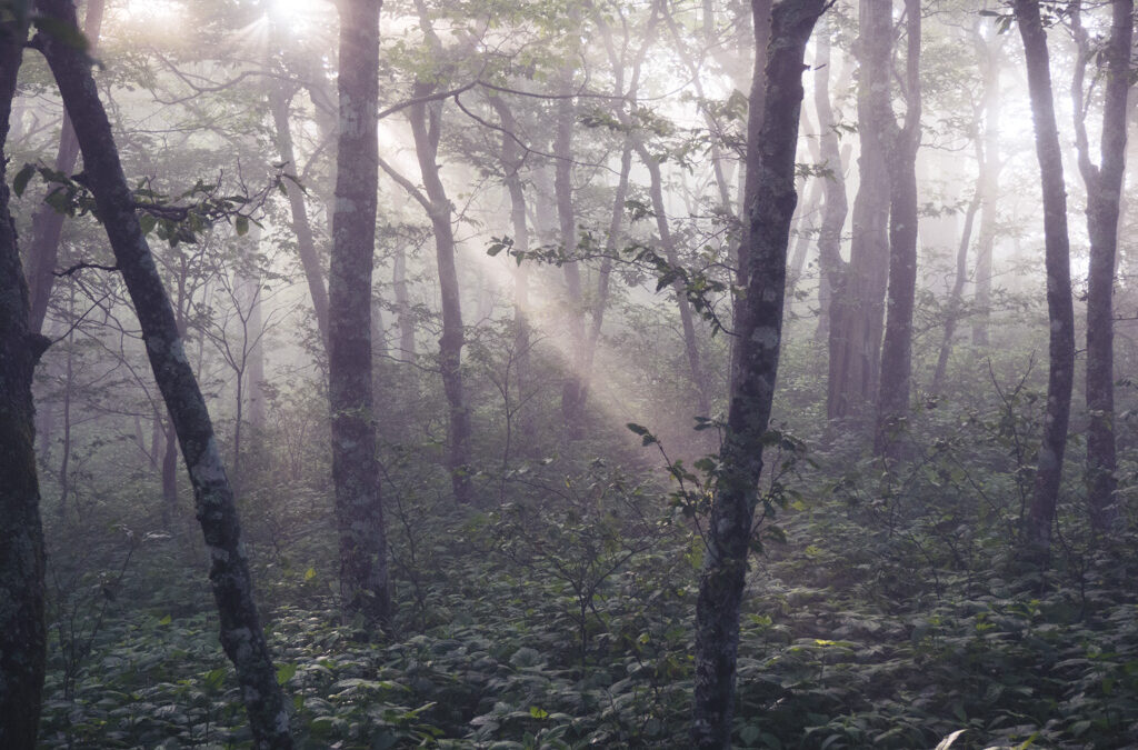 The Forest’s Guidance : Searching for Clarity in a World of Uncertainty