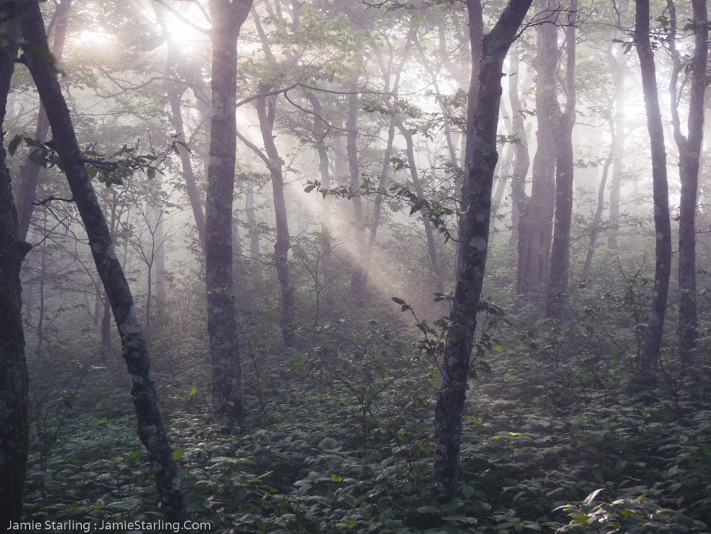 An ethereal Appalachian forest in the morning mist, with sunbeams breaking through, symbolizing the search for clarity amidst the uncertainties of life's journey.