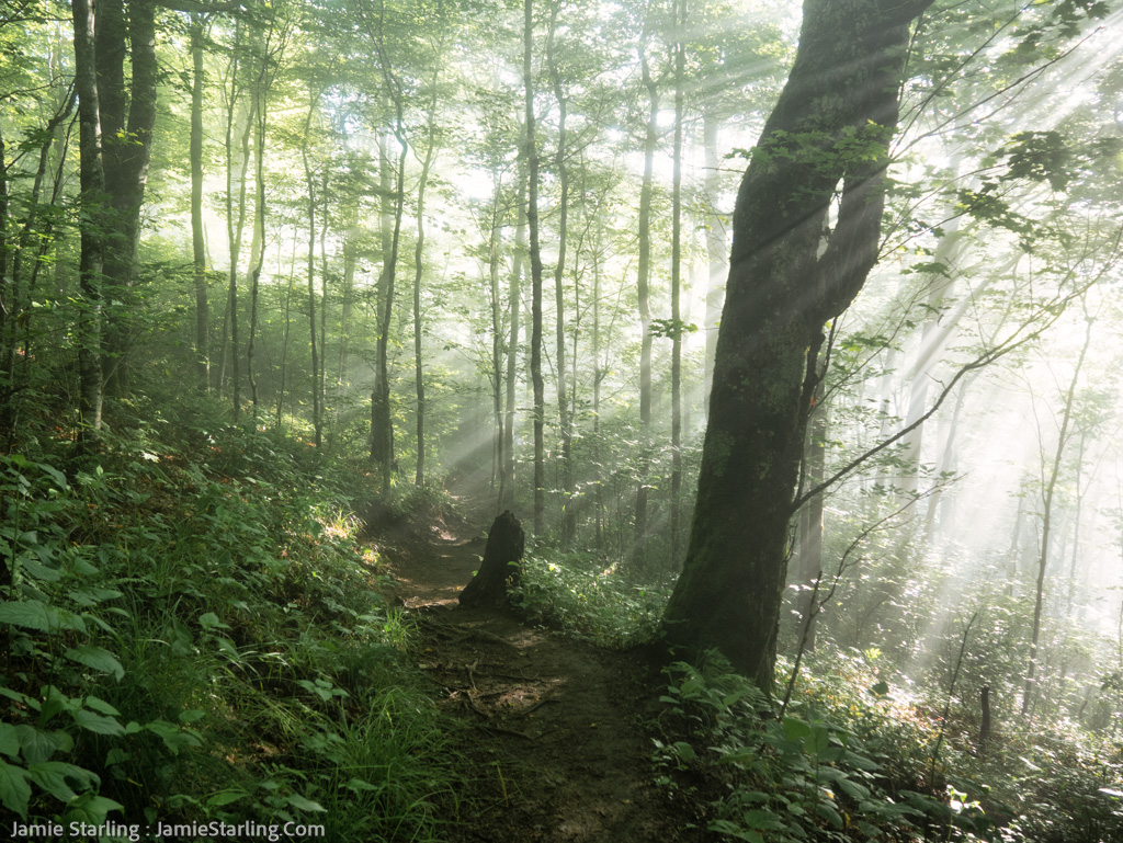 A tranquil forest scene with sun rays piercing through morning fog, evoking the journey of overcoming doubt and confidently sharing one's creative ideas.