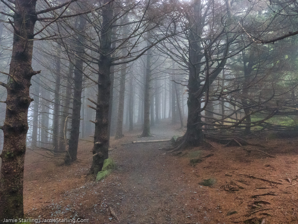 A tranquil scene on a foggy path in the forest, embodying the spirit of Zen Photography and the peaceful union of observer, camera, and nature.