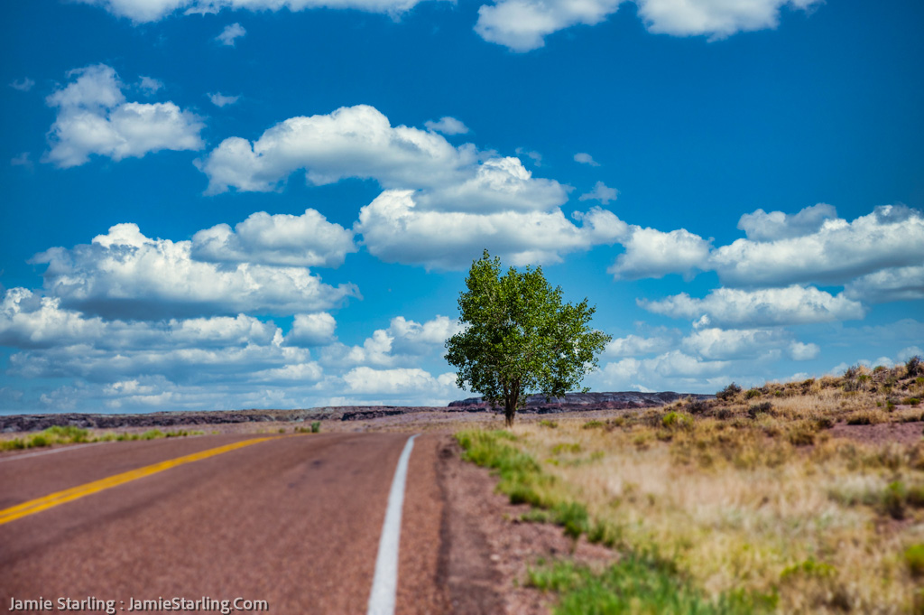 A lone tree reflects the strength of standing alone against the sweeping sky and open land of the Petrified Forest, symbolizing the beautiful journey of finding one's self-reliance.