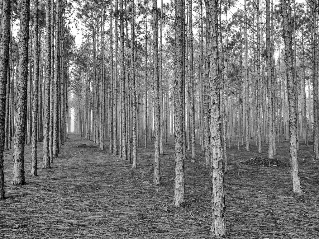 A captivating black-and-white photograph of a pine forest, where the stark contrast and uniformity of the trees evoke a sense of order and elegance. The image invites contemplation on the deeper meanings and lessons that simplicity and structure can bring to our lives.