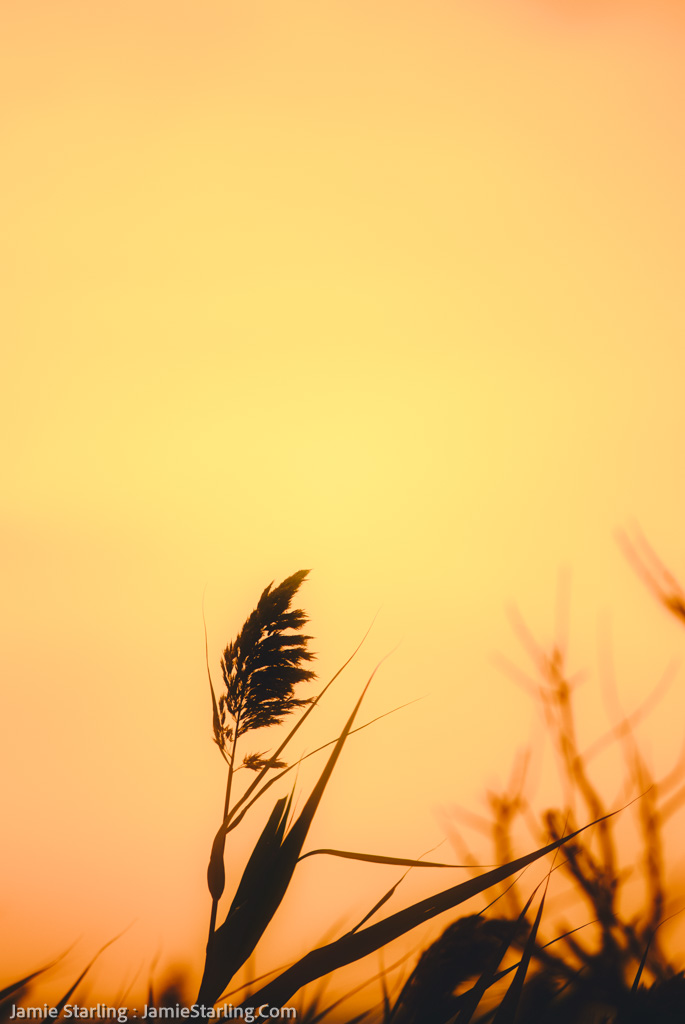 A lone sea oat is silhouetted against the warm golden hues of a peaceful sunset, representing the search for calm in the chaos of life.