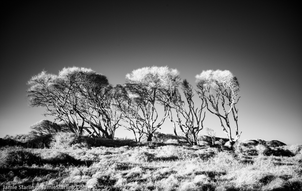 A striking image of resilient trees on a hill, bending in the wind yet bathed in sunlight, symbolizing the strength and adaptability that lead to spiritual freedom.