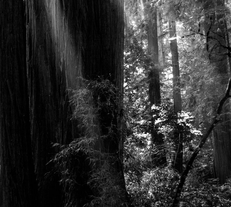 Finding Wisdom Among the Redwoods