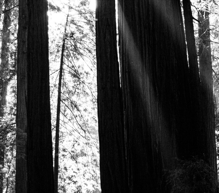 Embracing Stillness : My Journey Among the Redwoods