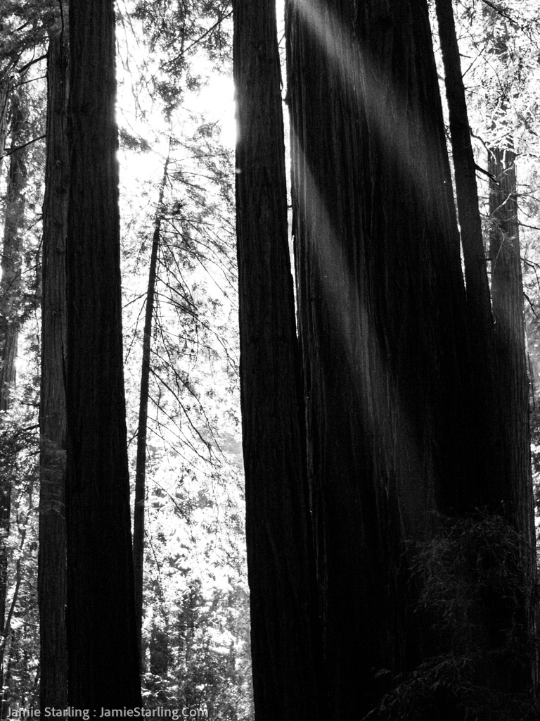 A photo conveying a profound sense of tranquility as sunlight streams through the ancient redwoods, symbolizing the quiet awakening of enlightenment within.