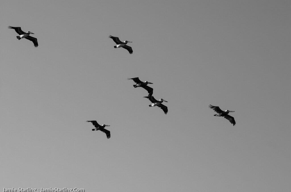 The Sky is the Limit : Soaring High with Dreams and Freedom