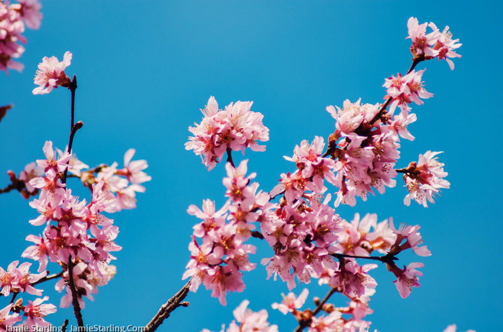 Sakura Spring’s Transient Beauty