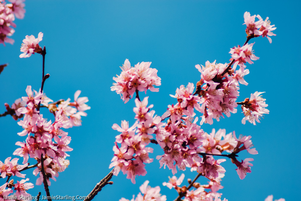A tranquil scene of pink cherry blossoms under a clear blue sky, encapsulating the poetic interplay of nature's beauty and the artist's introspective journey.