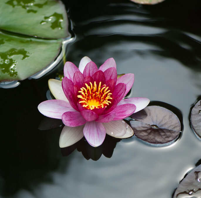 Bloom with Grace : Embrace Your Inner Lily