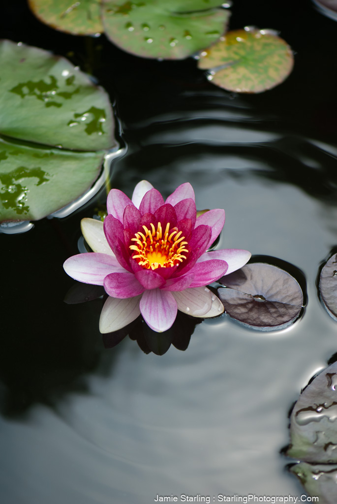 A stunning pink and yellow water lily blooms with open petals above a dark pond, surrounded by green lily pads, embodying resilience and the ability to thrive in any environment.