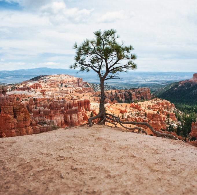 Embracing the Solo Journey : Lessons from a Tree on the Canyon’s Edge