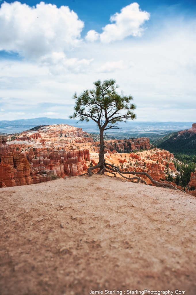 A striking photo capturing a lone tree against the backdrop of a canyon, symbolizing the beauty and strength of growth in solitude and the peaceful acceptance of life's contrasts.