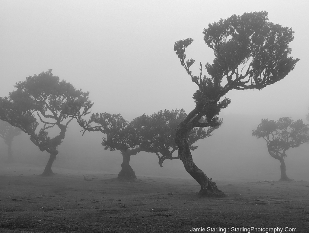 Timeless trees loom through a soft mist in Fanal Forest, their silhouettes a powerful emblem of life's constant change, captured in a poignant black and white photograph.