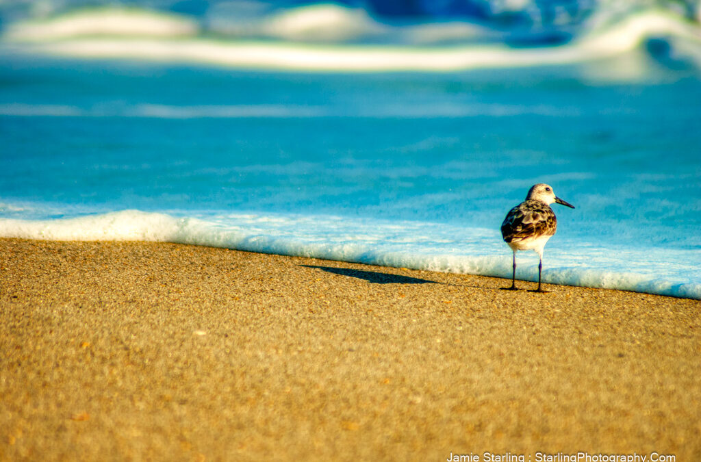 Finding Beauty Beyond Perfection on the Shoreline