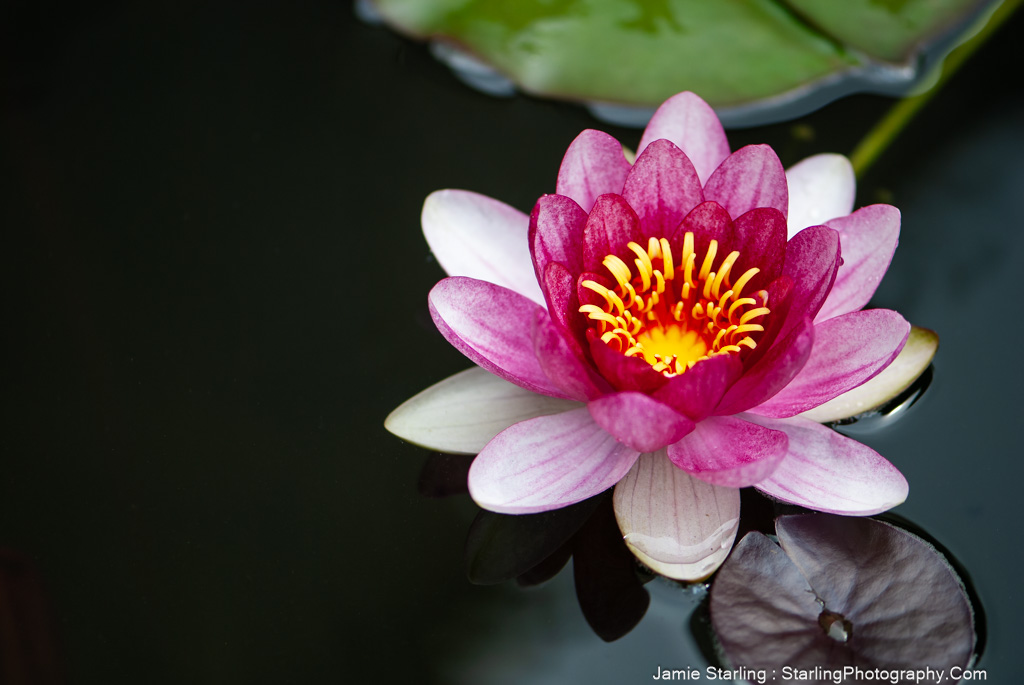 A striking water lily with vivid pink petals and a golden center floats serenely on a dark pond, embodying the search for peace amidst the swirling currents of life.