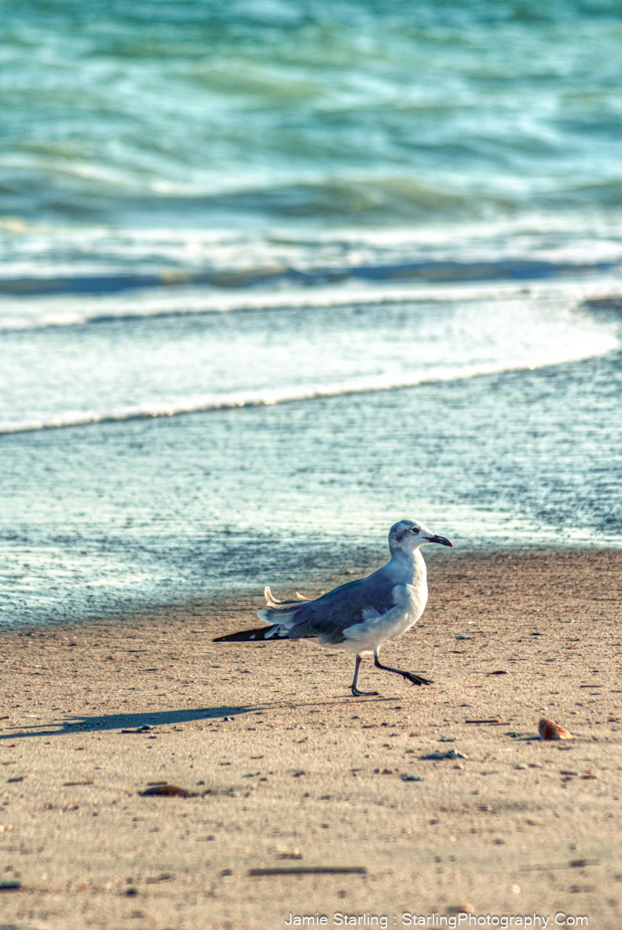 A seagull stands alone on the sandy beach with the vast ocean in the background, embodying the quiet dignity of finding one's place in the lifescape of the world.
