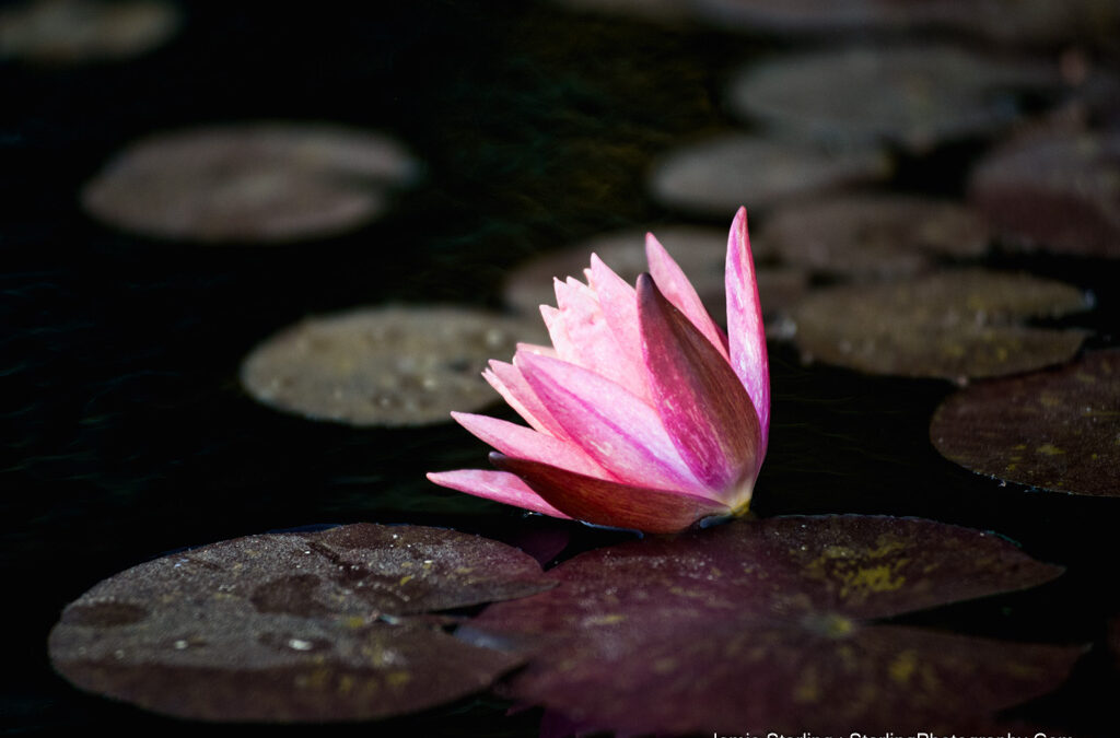 Rising Through the Mud : The Spiritual Quest of the Lotus