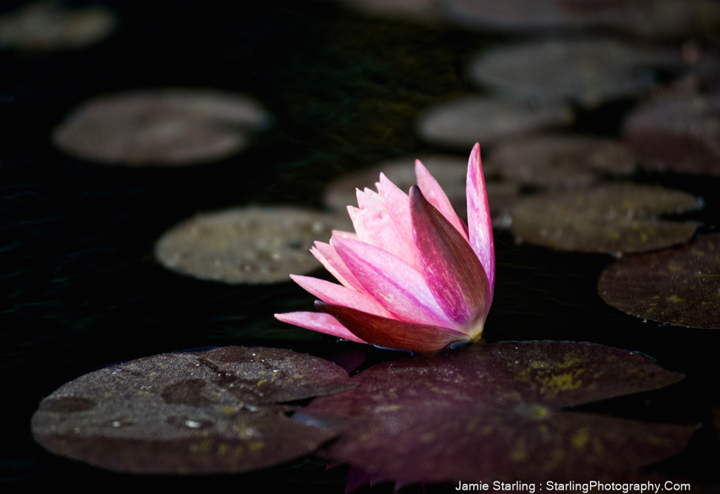 A vibrant pink lotus flower emerging from dark waters, symbolizing beauty and strength in adversity.