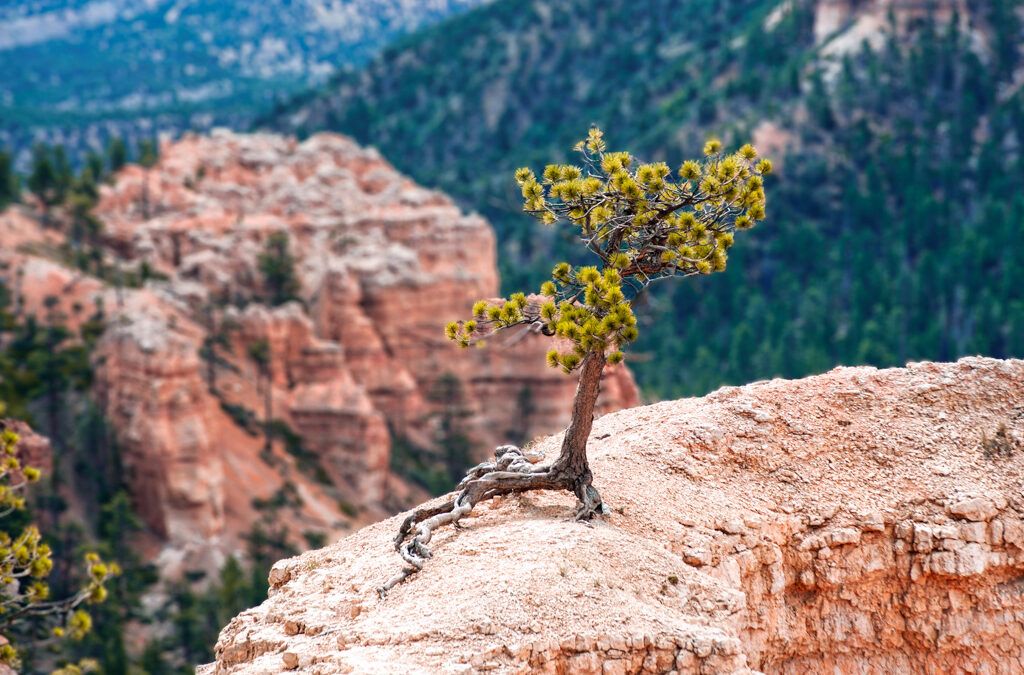 Rooted in Strength : Life on the Edge