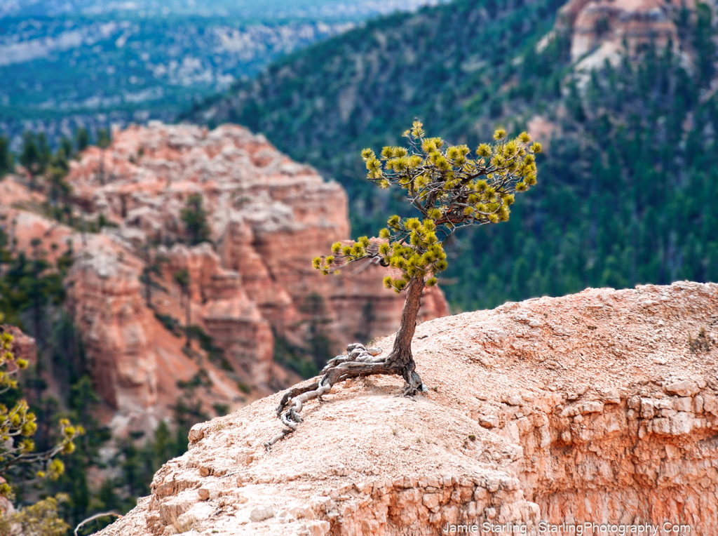 An inspiring photo capturing a single resilient tree perched on a canyon's edge, a visual metaphor for the inner strength and tenacity that define the human spirit's capacity to overcome adversity.