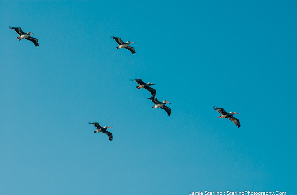 The Beauty of Now : Lessons from a Flock in Flight