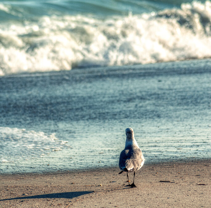 The Solo Performer : The Artful Narrative of a Seagull