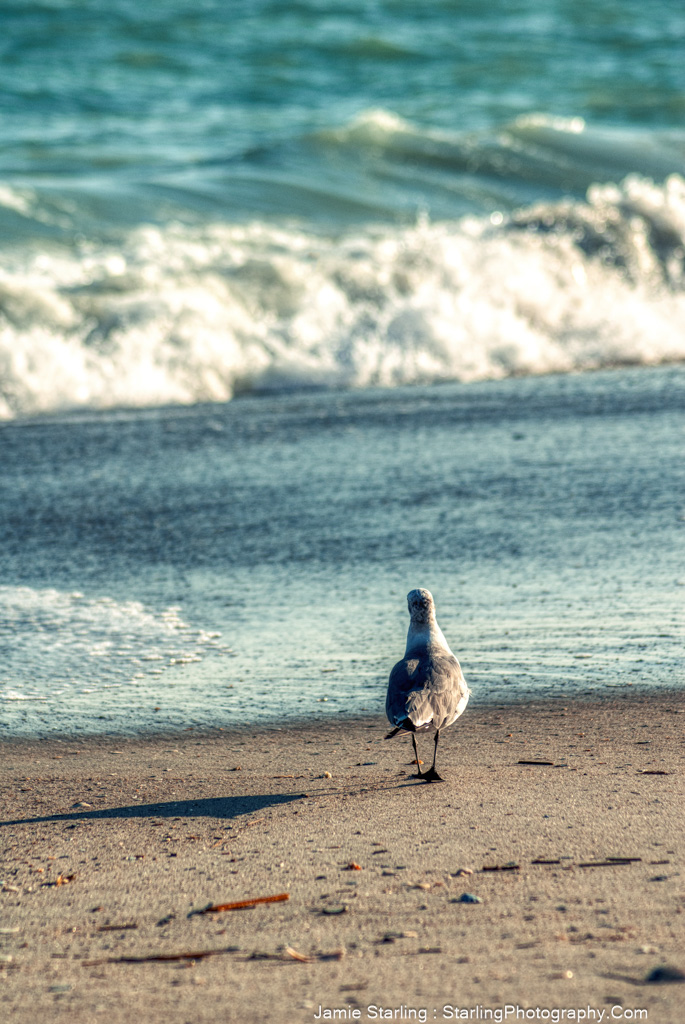 A contemplative seagull stands on the sandy beach, with the foamy sea behind it, creating a live portrait that reflects the breathtaking artistry found in everyday life.