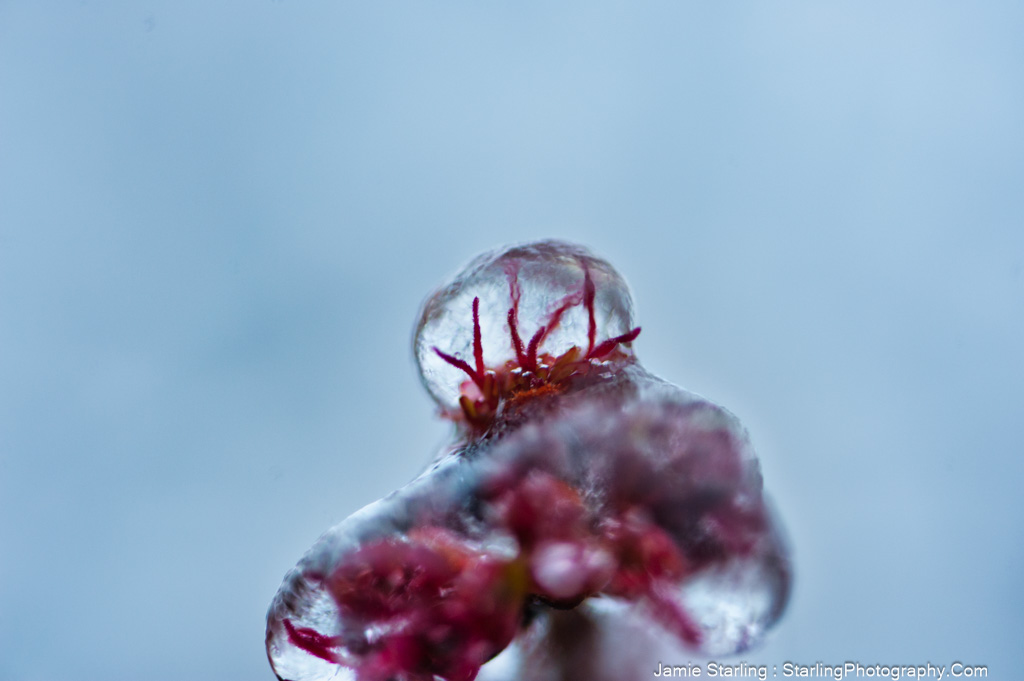 A vibrant red plant encapsulated in a shimmering icicle, standing out against a blurred blue background, inviting reflection and introspection.