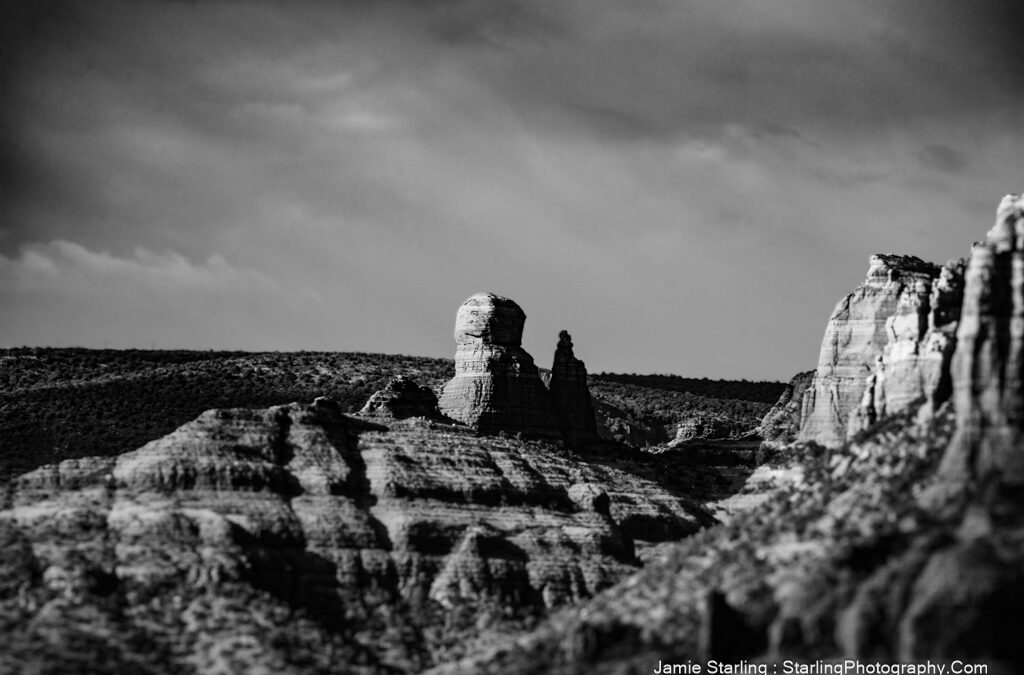 Nature’s Quiet Cathedral : Standing Firm in Life’s Whirlwind