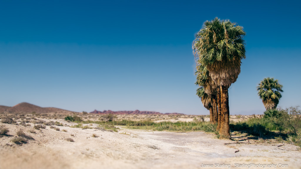 Palms of Peace : Standing Tall in Life’s Desert